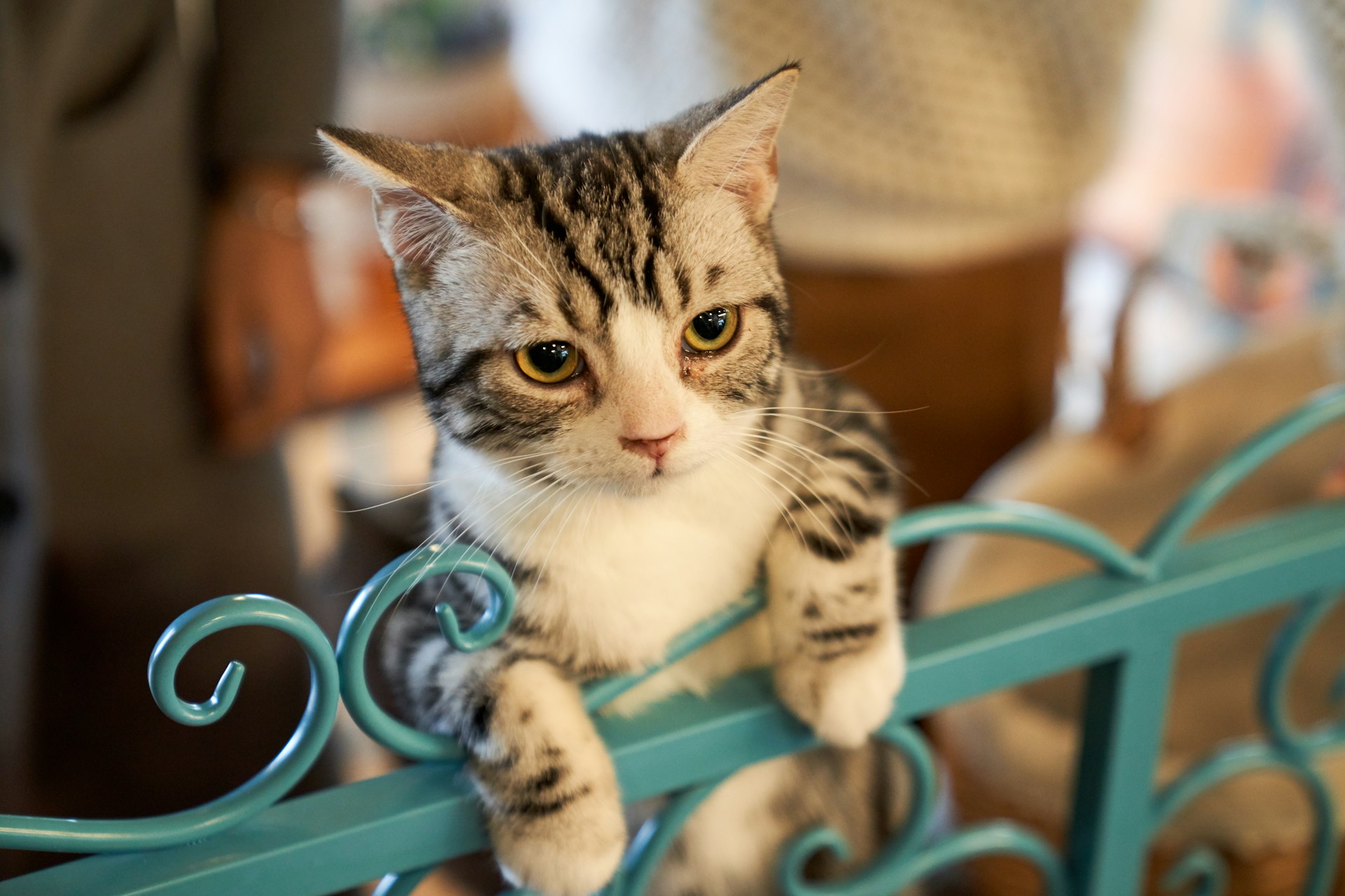 Understanding Your Cat’s Behavior: A Practical Guide for Compassionate Humans