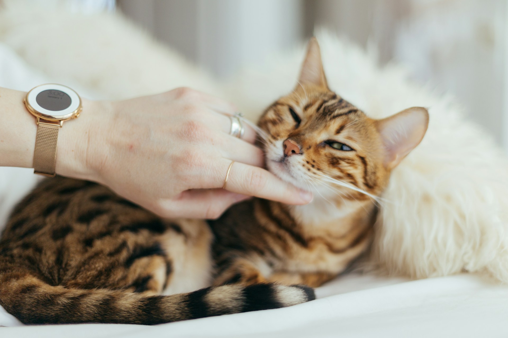 Designing a Safe Space: How to Make Your Home Cat-Ready