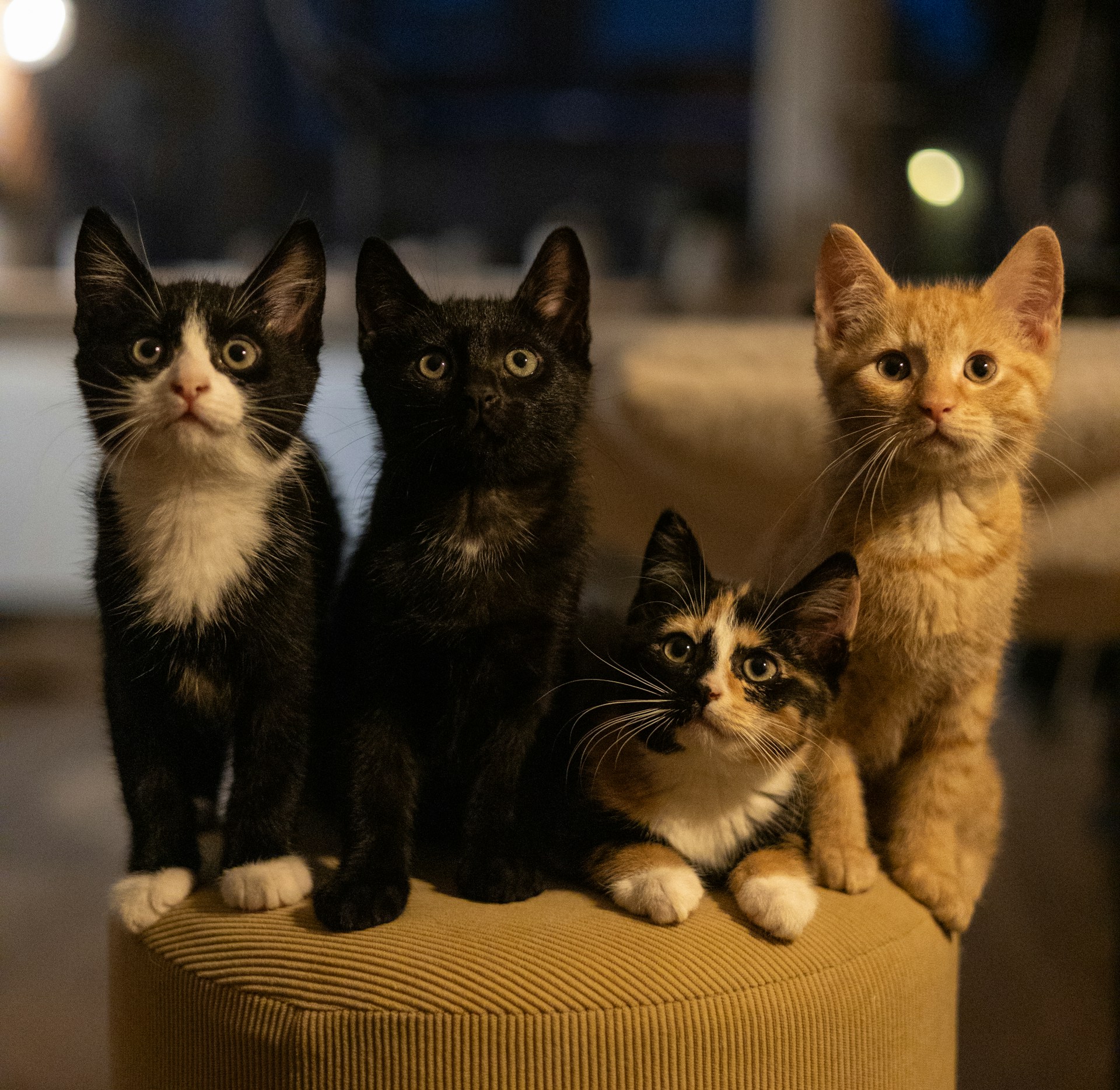 What a Cat Learns in 30 Days: Inside a Foster Journey