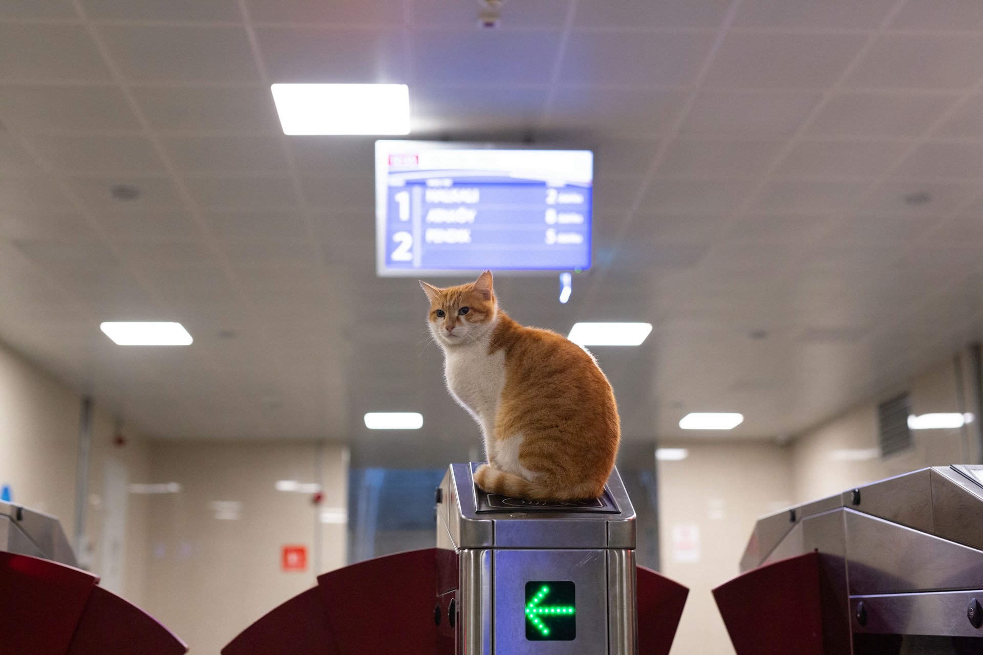 Transporting a Rescue Cat: What to Know Before, During, and After